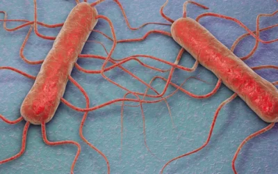 Confirman un brote de listeriosis por el consumo de un queso contaminado