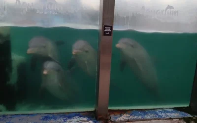Denuncian que hay delfines y lobos marinos abandonados en el ex Aquarium de Mar del Plata