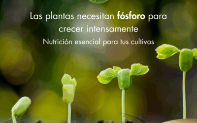 Transformar la producción con fósforo, el motor que potencia los cultivos