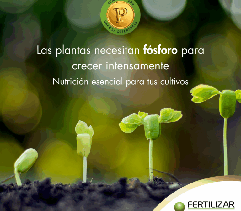 Transformar la producción con fósforo, el motor que potencia los cultivos