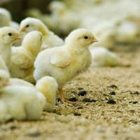 La exportación de genética en la cadena avícola creció 137 % respecto al primer semestre del 2024