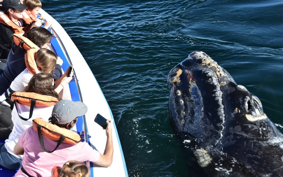 Récord histórico de ballenas en Península Valdés: más de 2.100 ejemplares en la temporada 2025