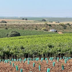 Enoturismo en España visitando una bodega relacionada con los Alvear de la Argentina