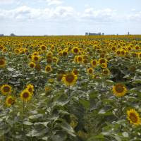 Girasol: Julio marca un triple récord histórico de molienda