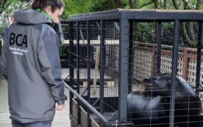 Tras las denuncias por maltrato, trasladaron a los lobos marinos del Aquarium de Mar del Plata