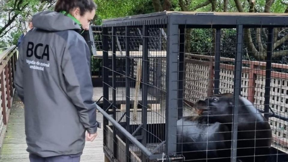 Tras las denuncias por maltrato, trasladaron a los lobos marinos del Aquarium de Mar del Plata