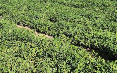 Se eliminaron las retenciones al maní y la intención de área de siembra creció un 20% con un mercado bajista ¿Qué tal?