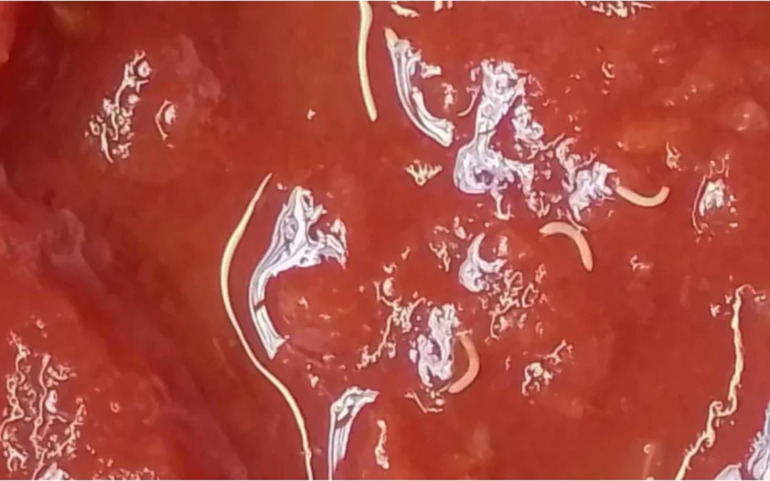 Alerta de ANMAT: piden no consumir un lote de tomate triturado Marolio por la presencia de «gusanos»