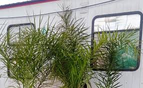 Prevención en Entre Ríos: Decomiso de palmeras trasladadas de forma irregular