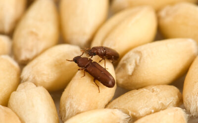 Cómo proteger los granos almacenados