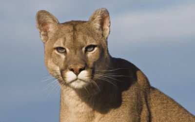 Día Internacional del Puma: cómo coexistir en zonas rurales con este depredador clave para el ecosistema