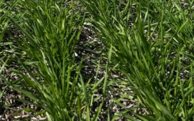 Argentina se encamina a lograr una gran cosecha de trigo con un 96% del área nacional en condición normal a excelente