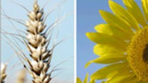 Mejora la condición de cultivo de trigo y continúa la siembra de girasol, aunque con demoras