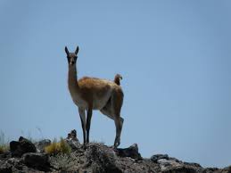 Acompañá un viaje épico de guanacos en La Payunia