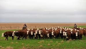 Se viene la Jornada a Campo del IPCVA en Paso de los libres, Corrientes