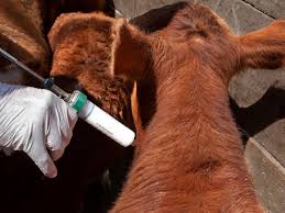 Comienza la segunda campaña anual de vacunación contra la fiebre aftosa