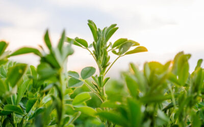Manejo de suelos y fertilización, claves para poner a la alfalfa en acción