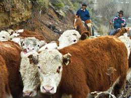 Precios de la hacienda: Un nuevo escalón de valores que promete consolidarse en el tiempo