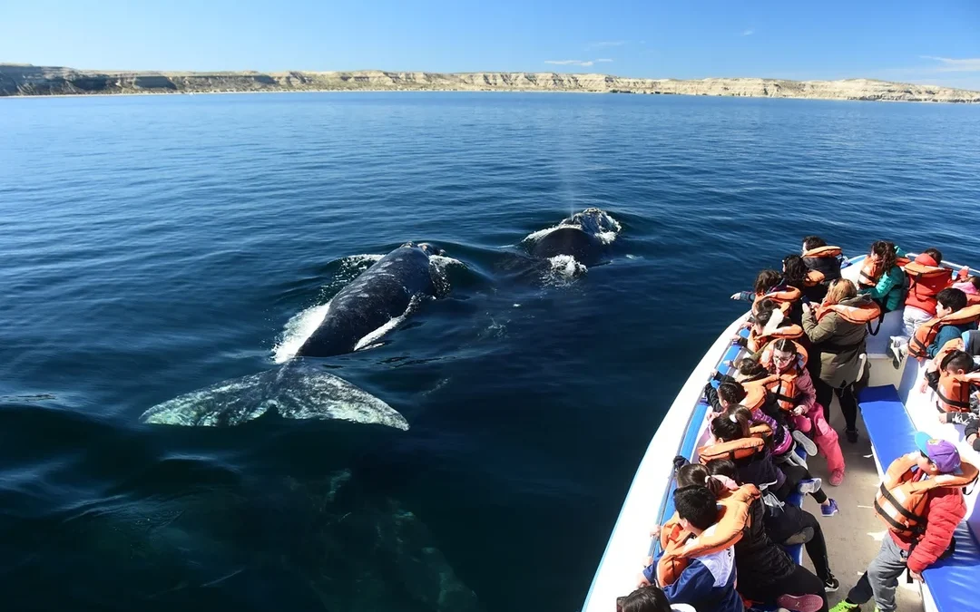 Puerto Madryn lanza descuentos imperdibles para disfrutar la Temporada de Ballenas 2025
