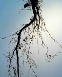 Las raíces gruesas y las semillas grandes son la clave oculta de la biodiversidad global