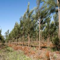 Se incrementó la superficie de plantaciones forestales en más de 48.000 hectáreas nuevas