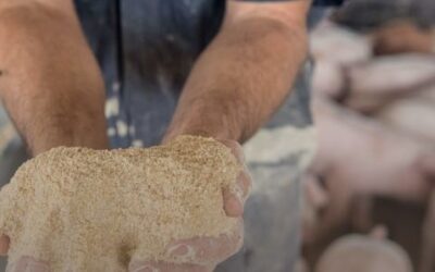 Sigue creciendo el consumo mundial de harina de soja y también la competencia entre los tres principales exportadores