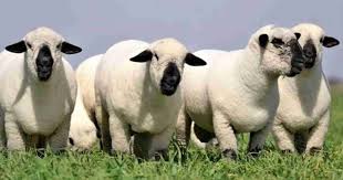 La raza Hampshire Down brilló en Palermo y también conquista las redes sociales