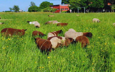 Presentan dos nuevas variedades de pasto Nilo