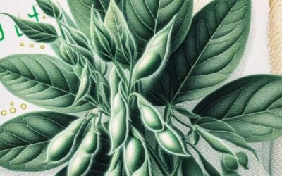 Con el mercado alcista los que invirtieron en opciones de compra de soja hicieron grandes diferencias