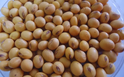 Inteligencia artificial y digitalización: nuevas tecnologías aliadas del agro argentino