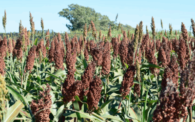 Muestrear y medir, claves en la capacitación sobre silaje