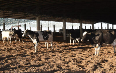 En la lechería del futuro la genómica obliga a repensar los esquemas de nutrición, se impone el compost y la gestión inteligente de datos