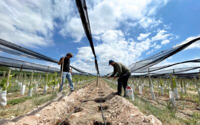CrowdFarming Wine introduce en Argentina la tecnología de biofísica agrícola de Kyminasi Technology