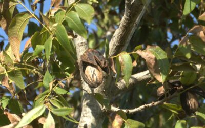 Nuez pecán: Entre Ríos consolida su liderazgo nacional como productor y exportador