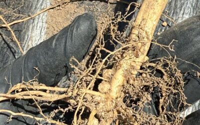 La coinoculación en soja ofrece hasta 10% más de rinde