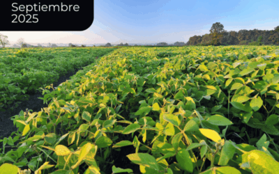 Eliminación temporaria de retenciones: impacto inmediato positivo, dudas sobre el futuro