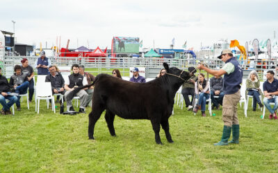 Un camino de campeones coronados de gloria