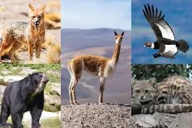 Animales de Perú: fauna andina, amazónica y costera