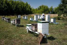 Vigilancia y monitoreo en apiarios para prevenir loque americana