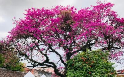 Fortalecer la sanidad vegetal, producción y trazabilidad para proteger las especies nativas