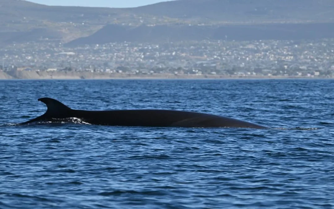 Impulsan el avistaje de ballenas Sei en Comodoro Rivadavia