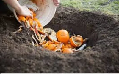 Por qué hay que tirar cáscaras de naranja en el jardín y, cuáles son los beneficios
