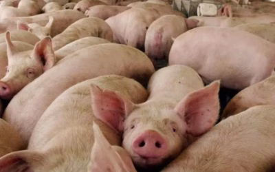 Producción récord: Argentina superó los 5,5 millones de cerdos faenados