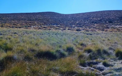 El coirón blanco, una forrajera nativa con semilla certificada