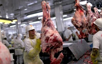 Faena bovina en Argentina cierra 2025 con altibajos y desafíos para 2026