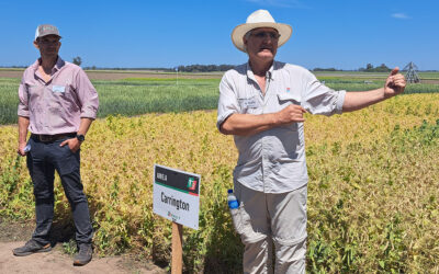 Arvejas seguidas de maíz, una dupla que explota en resultados