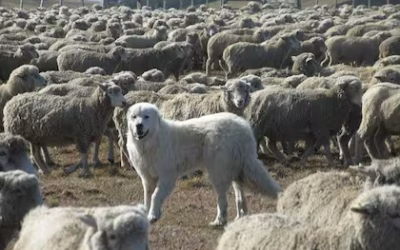 “Patrullaje”: los 50 perros que cumplen una crucial misión en el extremo sur argentino