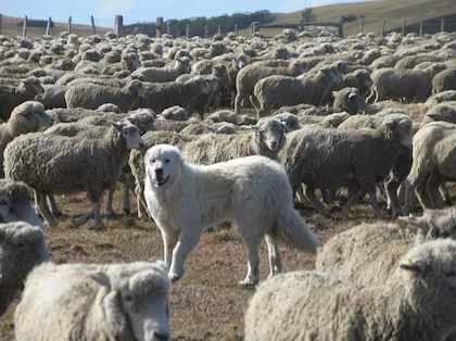 “Patrullaje”: los 50 perros que cumplen una crucial misión en el extremo sur argentino