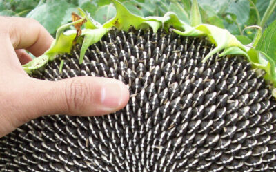 La producción de girasol 2025/26 podría ser la más alta en 26 años, con una calidad que le brinda competitividad al sector