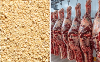 El camino de la proteína: soja y carne, aliados en el crecimiento del valor agregado